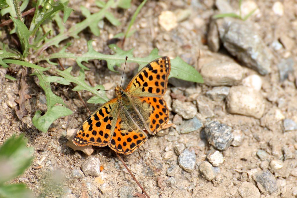 Issoria lathonia vero? S